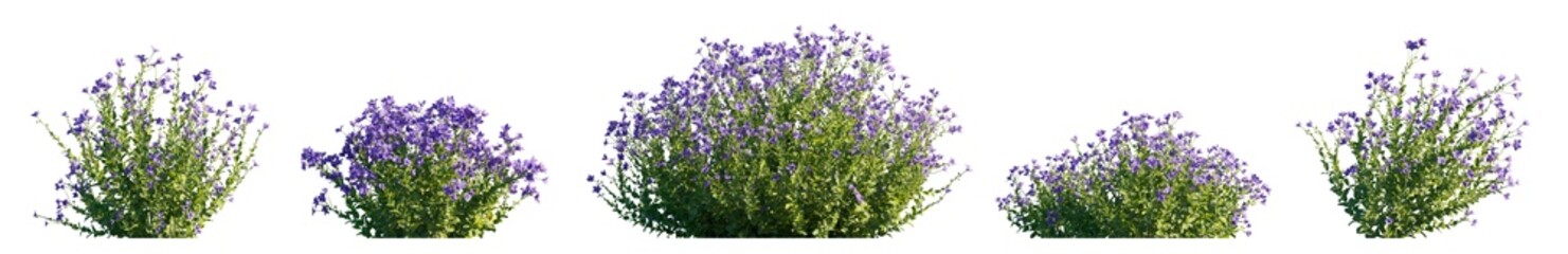 Naklejka premium Platycodon grandiflorus flowering bush isolated PNG on a transparent background premium cutout (balloon flower, Chinese bellflower or platycodon) 