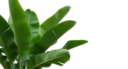 Vibrant Green Tropical Leaves On Black Background