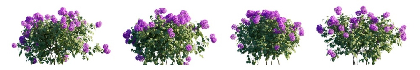 Hydrangea arborescens Incrediball purple flowering shrub isolated PNG on a transparent background premium cutout