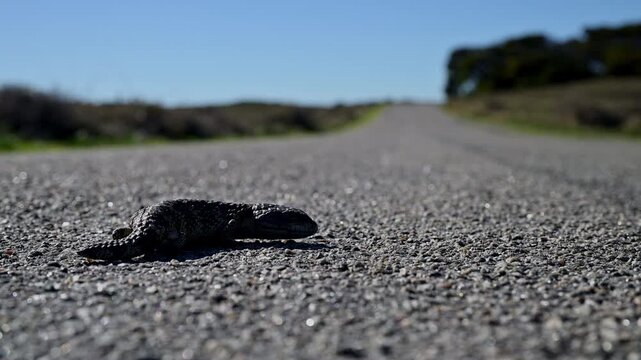 Tiliqua rugosa, shingleback skink or lizard, or bobtail lizard lying in the middle off the road on Rottnest island Western Australia.