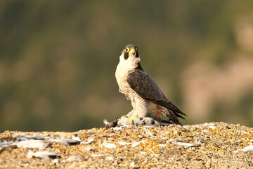 halcon peregrino con presa