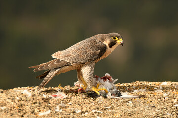 halcon peregrino con presa