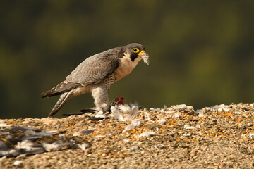 halcon peregrino con presa