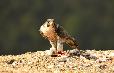 halcon peregrino con presa