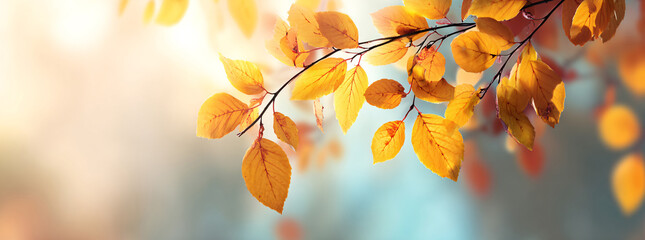 The Golden Season: A Collection of Autumn-Themed Backgrounds	