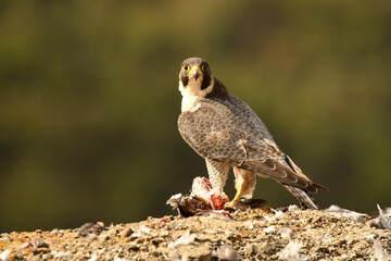 halcon peregrino con presa