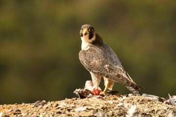 halcon peregrino con presa