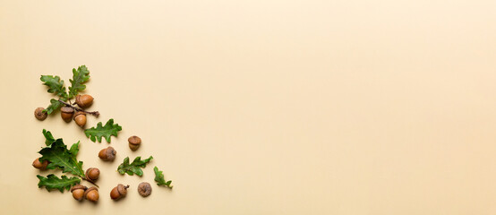 Branch with green oak tree leaves and acorns on colored background, close up top view © sosiukin