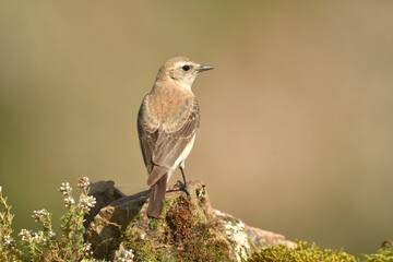 collalba en primavera