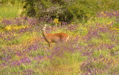 ciervo entre flores en primavera