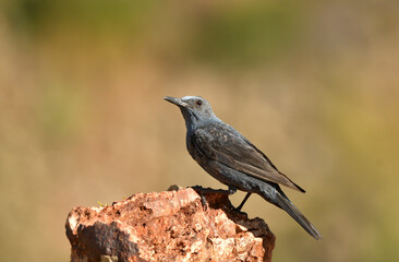 roquero solitario sobre una piedra