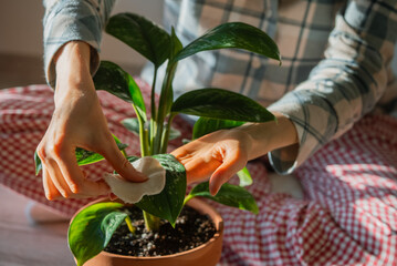 Woman gently cleaning dust from aglaonema plant leaves, focusing on detail and regular maintenance,...