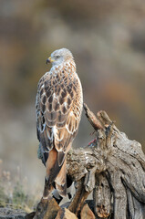 milano real en su atalaya