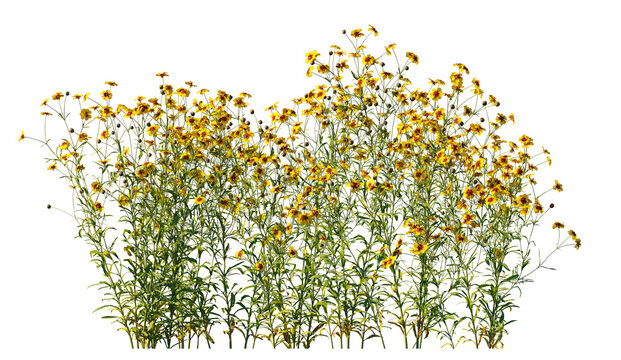 Coreopsis tinctoria yellow flowers isolated PNG on a transparent background premium cutout (plains coreopsis, garden, golden tickseed, or calliopsis)