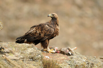 aguila real a
en la montaña abulense. Avila, España