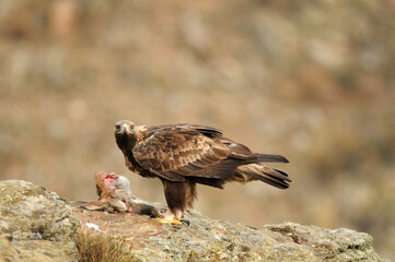 Fototapeta premium aguila real a en la montaña abulense. Avila, España