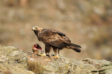 aguila real a
en la montaña abulense. Avila, España