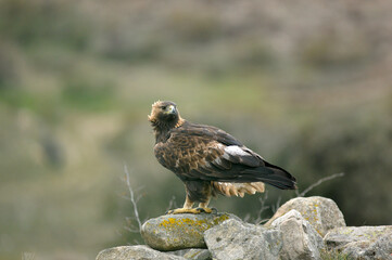 aguila real a
en la montaña abulense. Avila, España