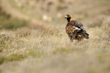 aguila real a
en la montaña abulense. Avila, España