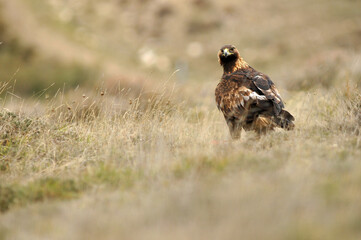 aguila real a
en la montaña abulense. Avila, España