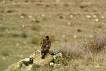 aguila real a
en la montaña abulense. Avila, España
