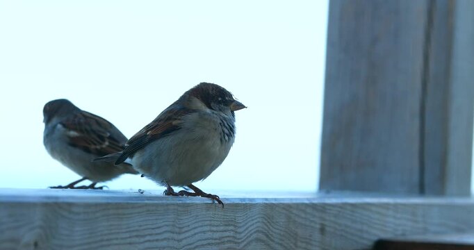 Large sparrow overfed by humans