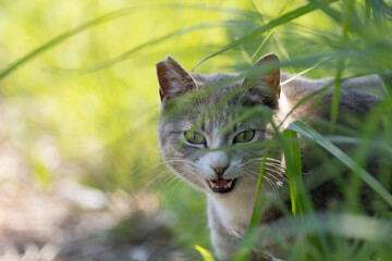 草の中からみつめる可愛い猫	