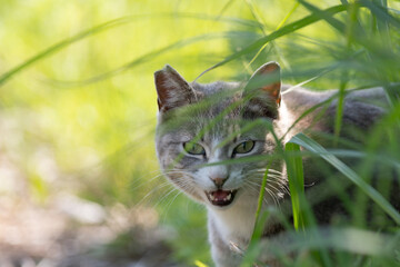 草の中からみつめる可愛い猫	