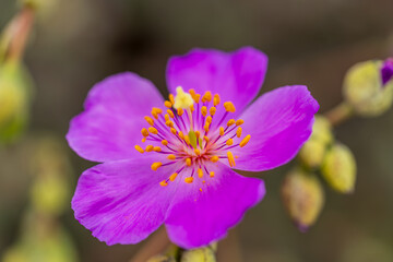 Detailed macro of the magenta Pata de Guanaco flower with several closed, yellow-green buds visible in the blurred foreground and background, emphasizing abundance and new life.