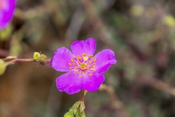 The five-petaled magenta Pata de Guanaco flower captured from a slightly further distance, showing its slender stem and blending with the muted, natural background of the coastal desert floor.