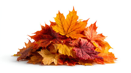 Obraz premium Autumn Maple Leaves Stack. Heap of Colorful Fall Leaves Isolated On White Background