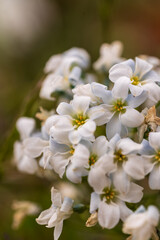 Vertical macro of small, delicate white flowers tinged with blue, clustered together, with yellow centers and a softly blurred, warm-toned green and brown background, suggesting fragility.