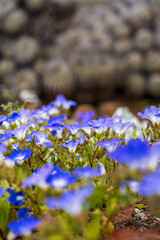 Shallow depth of field shot capturing a dense patch of blue Suspiro wildflowers (Nolana) with a white center, contrasting with the soft, circular shapes of background cacti, suggesting resilience.