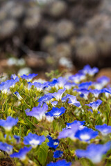 Low-angle field shot of vibrant blue and white Suspiro flowers (Nolana) covering the foreground, set against a strongly blurred cactus cluster, conveying abundant life and contrast in the desert.