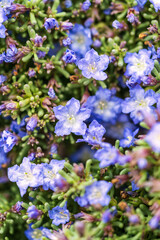 Vertical close up of a dense cluster of tiny, star-shaped blue desert flowers with white centers, tightly packed within succulent green foliage, conveying resilience and natural detail.