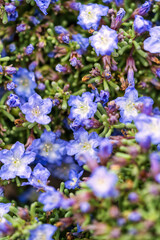 Full-frame macro showing a blanket of blue desert wildflowers and buds nestled among thick, cylindrical green stems, highlighting the unique structure and abundance of the flora.