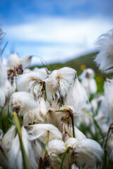 Close up cottongrass sways in an Iceland meadow, mid summer light. Shallow depth of field, feathery...