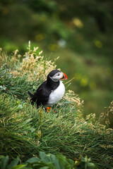 An Atlantic puffin stands in tall grasses on an Iceland cliff, alert and still. Low natural light and shallow depth of field isolate plumage and beak detail.