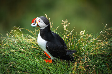 A close view shows an Atlantic puffin on coastal grass in Iceland, holding a small silver fish in its orange and yellow beak, with crisp light and soft green blur.