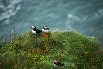 Three Atlantic puffins stand on an Iceland cliff near Dyrholaey or Latrabjarg, overcast light and...