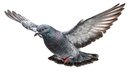 Detailed pigeon bird flying with open wings showing graceful motion and feather pattern in mid air isolated on white background