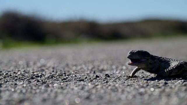 Tiliqua rugosa, shingleback skink or lizard, or bobtail lizard lying in the middle off the road on Rottnest island Western Australia.