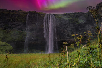 Long exposure shows a tall waterfall over a dark mossy cliff in Iceland, with wild grass and umbellifer stems, as magenta and green aurora paints the night.