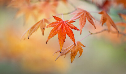 Yellow autumn leaves on the branches against the background of the turquoise sky. Very shallow focus. Colorful foliage in the autumn forest. Excellent background on autumn theme.