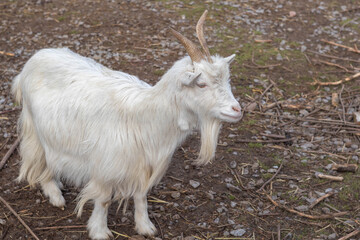 White goat standing on rocky ground with sparse vegetation surrounding it