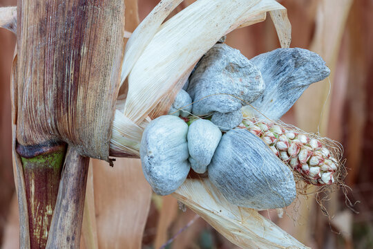 Ustilago maydis. Corn cob infected with the parasitic fungus, corn smut. Huitlacoche, thrasher. Smut.