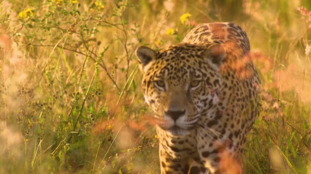 A Mexican jaguar walks gracefully beside thick bushes in its natural habitat. The scene captures the elegance and power of this majestic wild cat in the heart of nature.