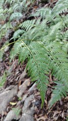 A close-up of a vibrant green fern frond, detailing the intricate patterns of its leaves and the sori (spore clusters) underneath. A botanical macro shot of plant life and reproduction.