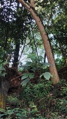 A dense and wild tropical forest undergrowth. A young sapling with large leaves grows among mature trees and fallen logs, representing the cycle of life and regeneration in nature.