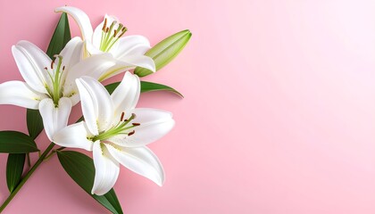 Naklejka premium Beautiful white lilies arranged elegantly on a soft pink background, perfect for floral designs or celebrations